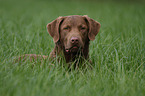 Chesapeake Bay Retriever Portrait