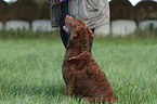 sitzender Chesapeake Bay Retriever