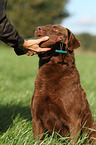 apportierender Chesapeake Bay Retriever