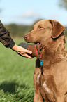 apportierender Chesapeake Bay Retriever