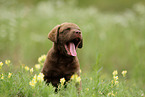 Chesapeake Bay Retriever Welpe