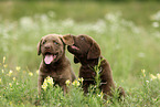 Chesapeake Bay Retriever Welpen