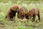 Chesapeake Bay Retriever Welpen