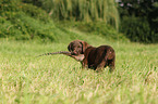 Chesapeake Bay Retriever Welpen