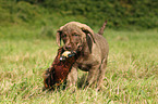 Chesapeake Bay Retriever Welpen