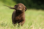 Chesapeake Bay Retriever Welpen