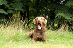 liegender Chesapeake Bay Retriever