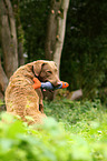 sitzender Chesapeake Bay Retriever