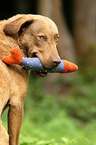 Chesapeake Bay Retriever Portrait