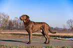 Chesapeake Bay Retriever