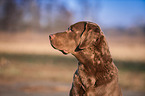 Chesapeake Bay Retriever Portrait