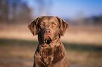 Chesapeake Bay Retriever Portrait