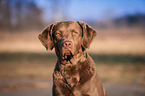 Chesapeake Bay Retriever Portrait