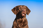 Chesapeake Bay Retriever Portrait