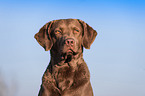 Chesapeake Bay Retriever Portrait