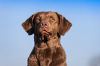 Chesapeake Bay Retriever Portrait