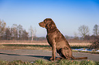 sitzender Chesapeake Bay Retriever