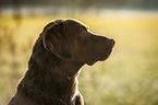 Chesapeake Bay Retriever Portrait