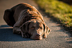 liegender Chesapeake Bay Retriever