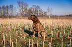 sitzender Chesapeake Bay Retriever