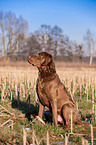 sitzender Chesapeake Bay Retriever