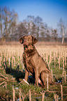 sitzender Chesapeake Bay Retriever