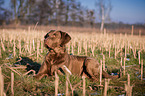 liegender Chesapeake Bay Retriever