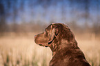 Chesapeake Bay Retriever Portrait