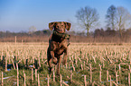 apportierender Chesapeake Bay Retriever