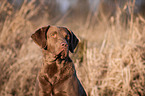 Chesapeake Bay Retriever Portrait