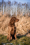 sitzender Chesapeake Bay Retriever