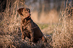 sitzender Chesapeake Bay Retriever