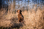 sitzender Chesapeake Bay Retriever