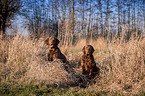 2 Chesapeake Bay Retriever