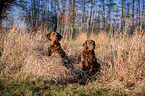 2 Chesapeake Bay Retriever