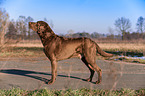 Chesapeake Bay Retriever