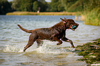 rennender Chesapeake Bay Retriever