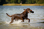 rennender Chesapeake Bay Retriever