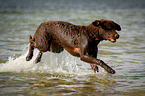 rennender Chesapeake Bay Retriever