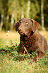 liegender Chesapeake Bay Retriever