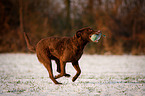 rennender Chesapeake Bay Retriever