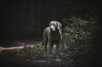 stehender Chesapeake Bay Retriever