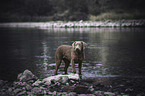 stehender Chesapeake Bay Retriever