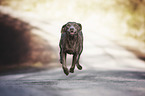 rennender Chesapeake Bay Retriever