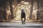 rennender Chesapeake Bay Retriever