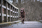 Chesapeake Bay Retriever