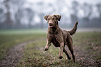 Chesapeake Bay Retriever