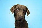 Chesapeake Bay Retriever Portrait