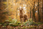 Chesapeake Bay Retriever