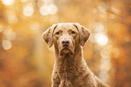 Chesapeake Bay Retriever